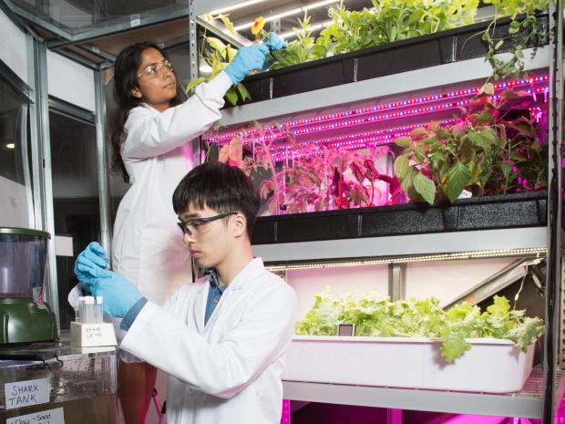 Students working in the vertical farms with lab coats Students working in the vertical farms with lab coats